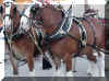 budhorses2.jpg (27324 bytes)