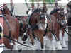 budhorses3.jpg (26474 bytes)