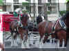 budhorses.jpg (30404 bytes)