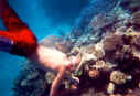 robertgreat barrier reef copy.jpg (123327 bytes)